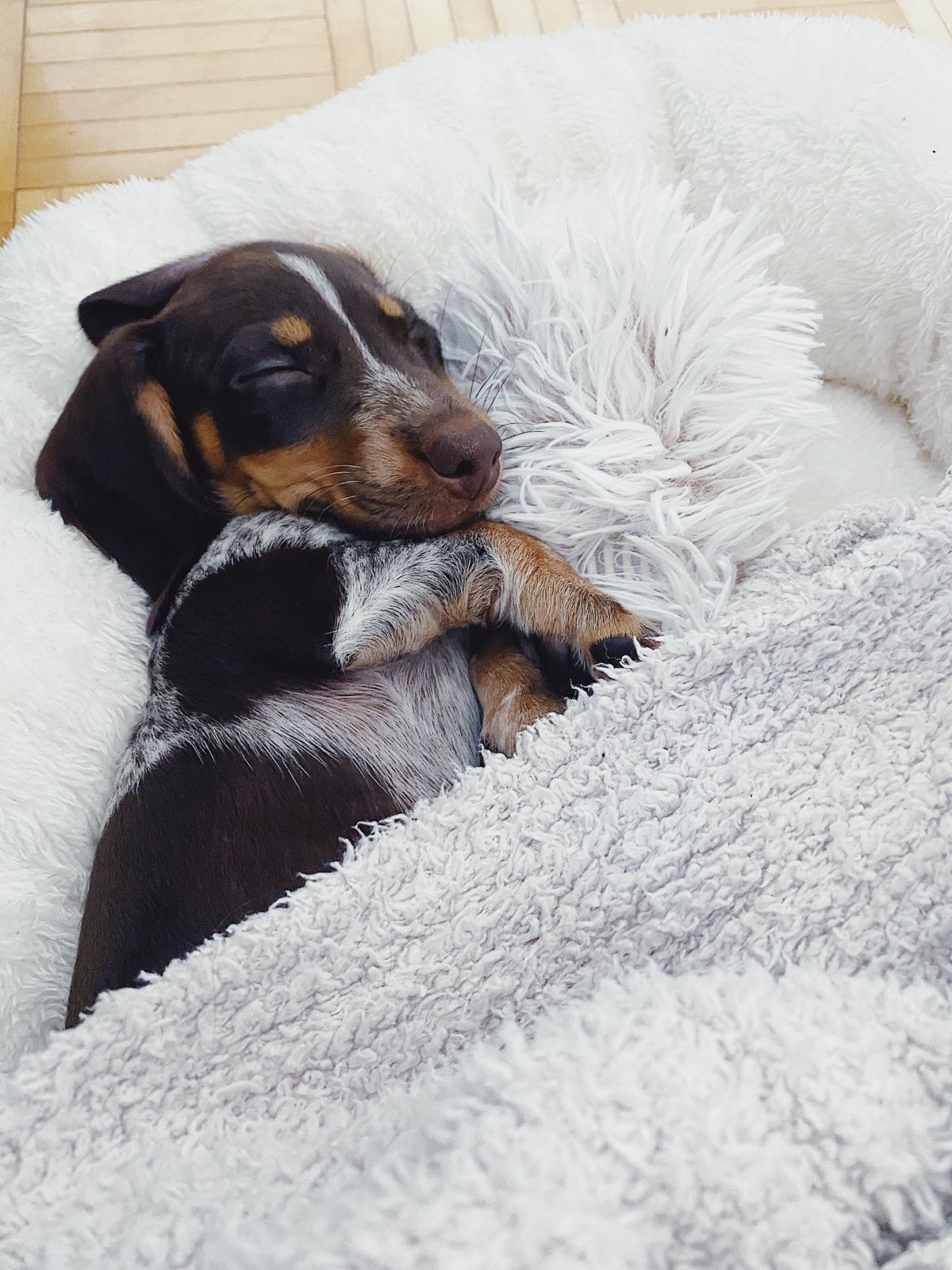 sleepy puppy, dog research, sleeping dog.