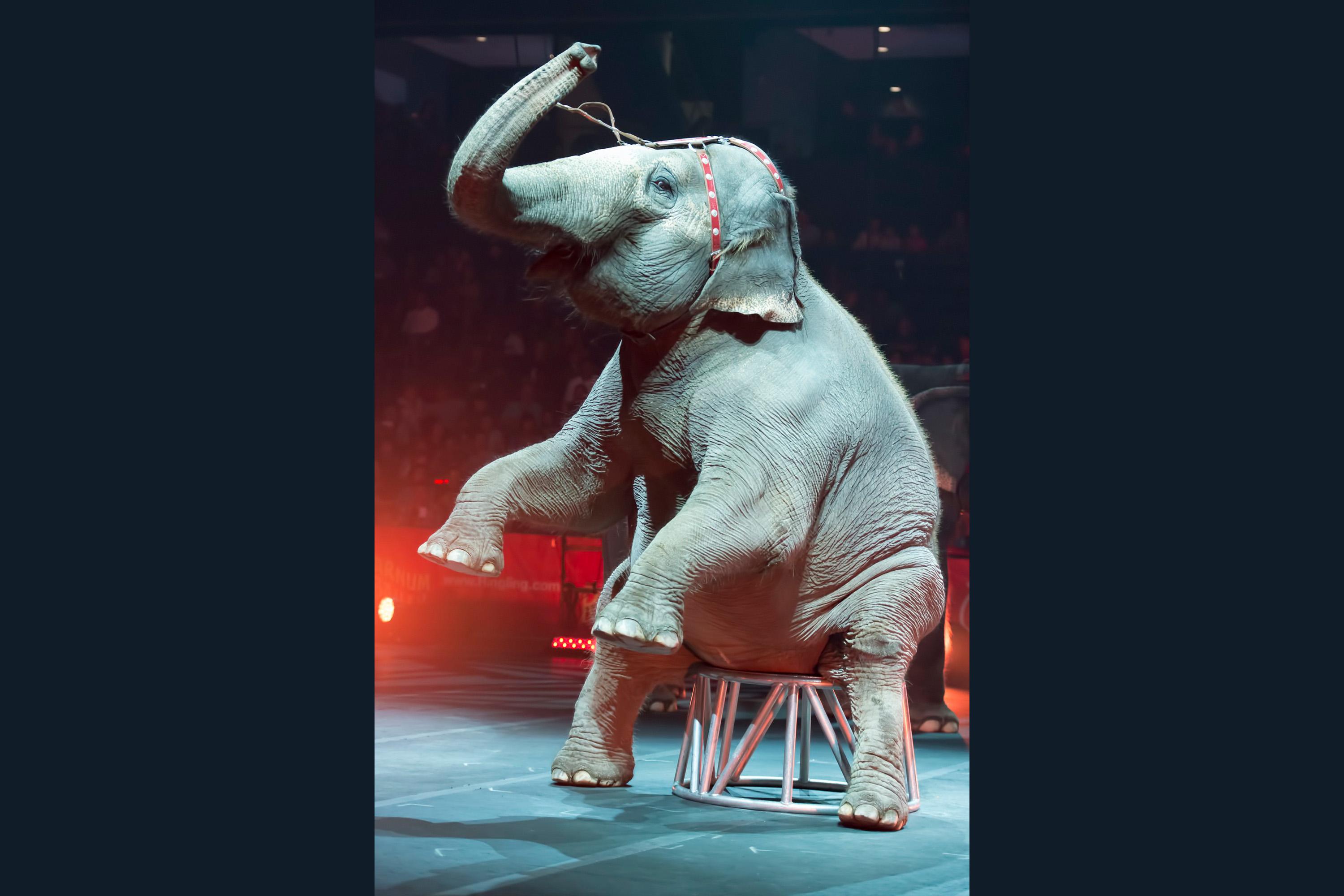 circus animals, elephant mistreatment, animal rights activist