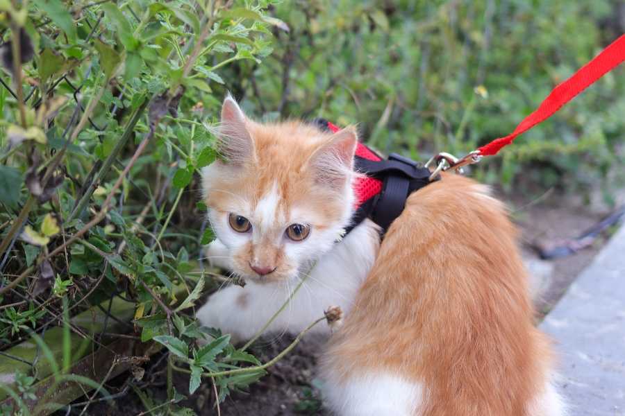 cat, kitten, cat harness, cat on a leash, indoor cat