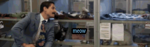 gif of mustached man playing with a cat