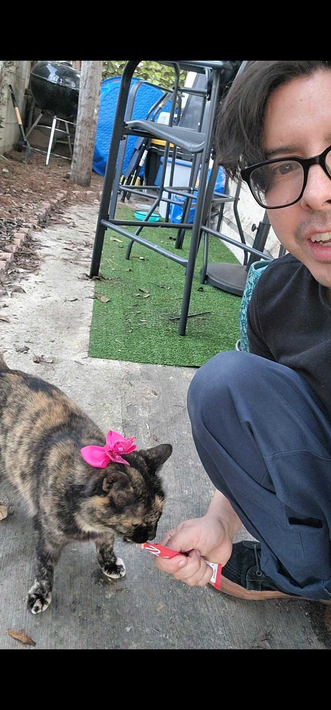 cat, stray cat, Martin Rizo, comedian, viral video