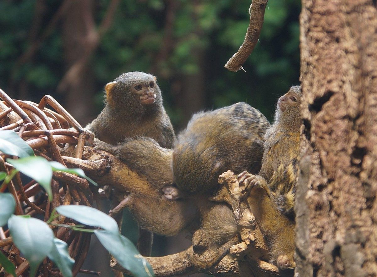 monkeys, jungle, troops, community