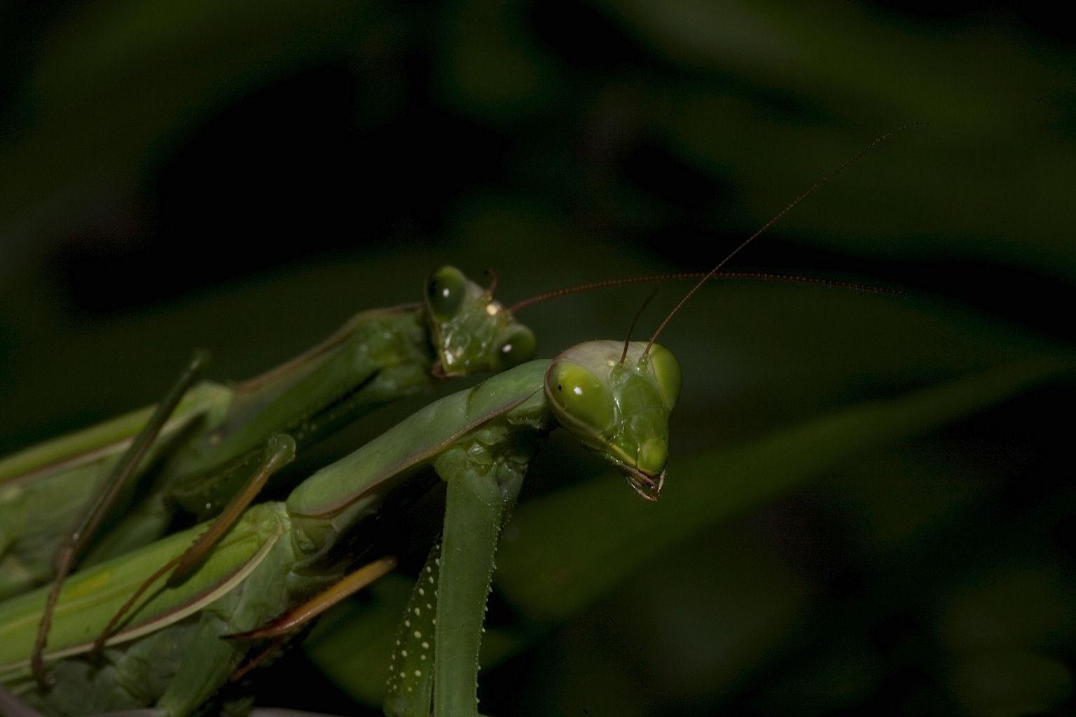 copulation, life cycle, insects, hunters