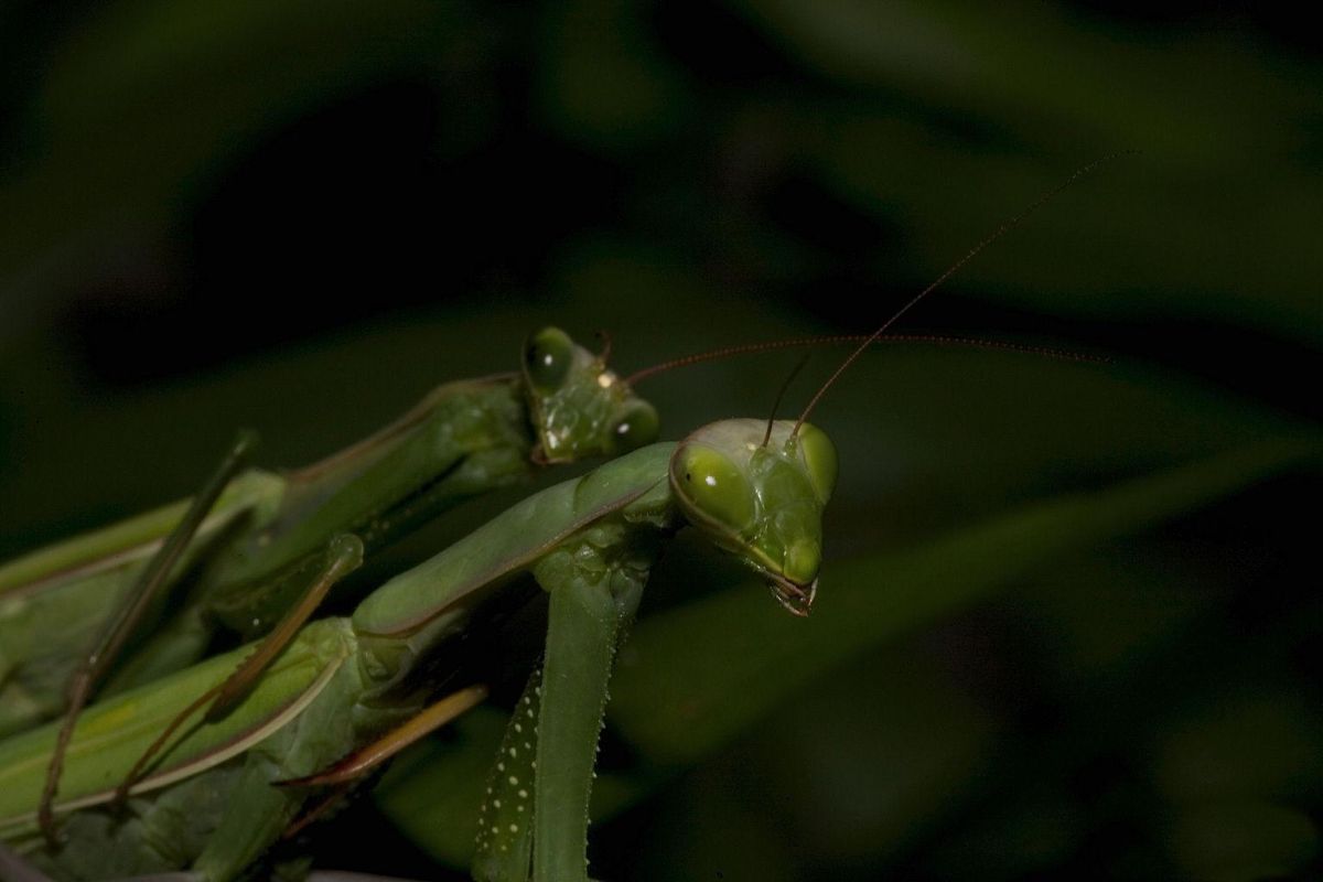 copulation, life cycle, insects, hunters