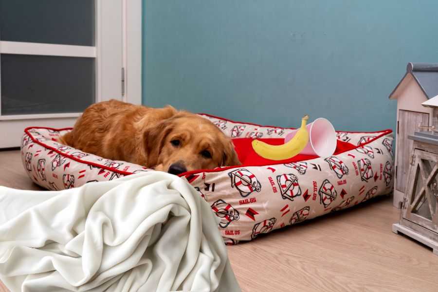 rescue dog; elderly dog; dog that steals; resource guarding; dog ptsd