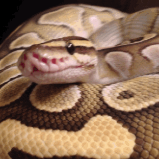 gif of snake hissing