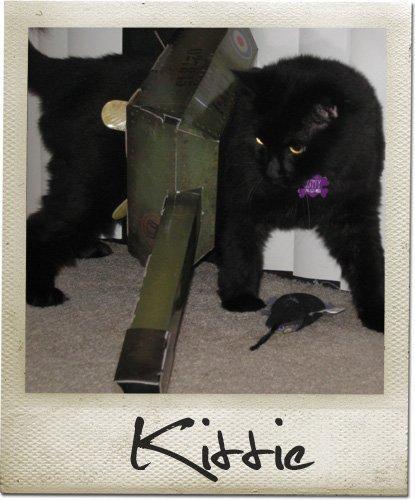 marketing cat toys, pet tricks, felines