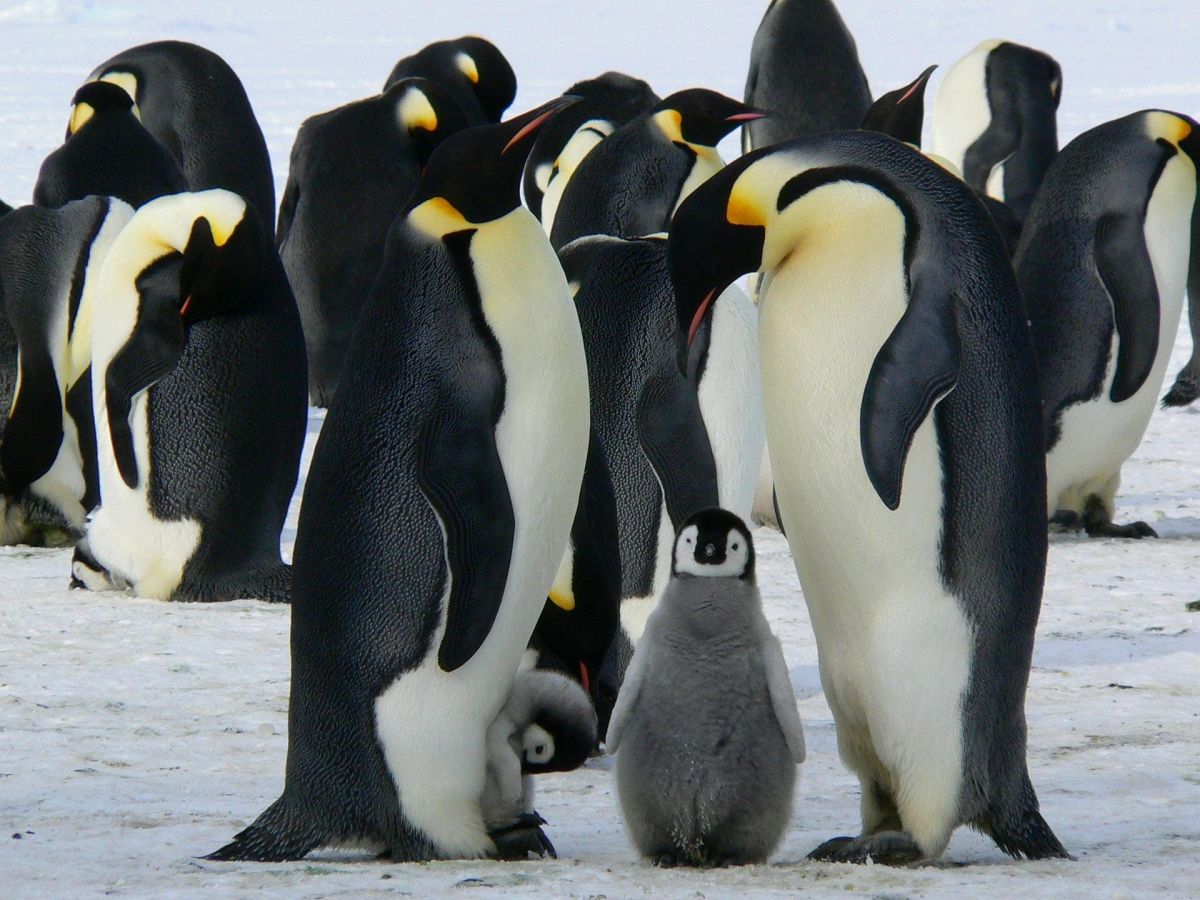 documentaries, Antartica, frozen tundra, trekking