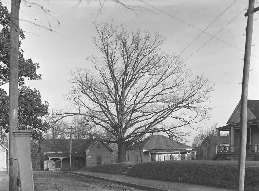 tree owns itself, athens georgia, georgia landmarks
