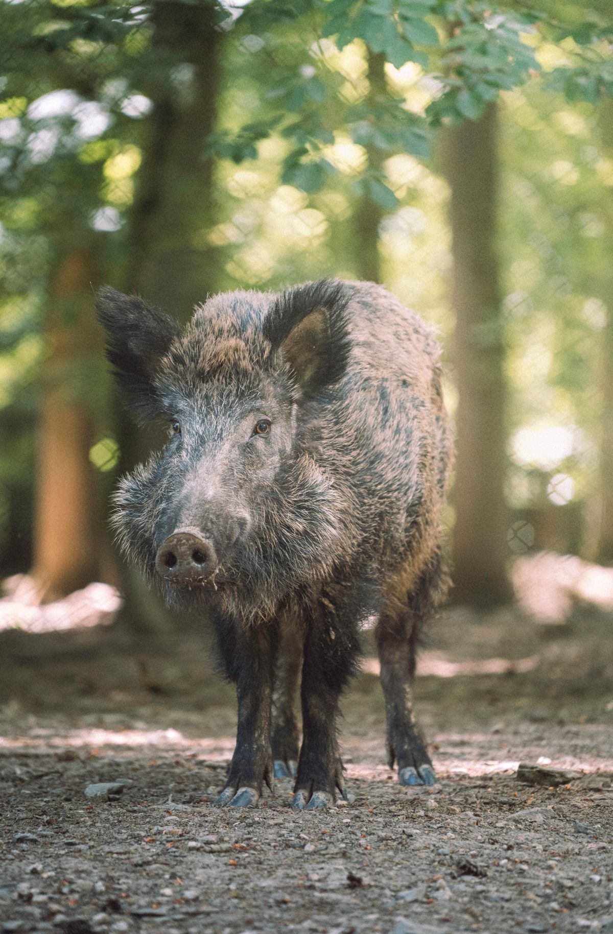 boars, pigs, wild animals, factory farming