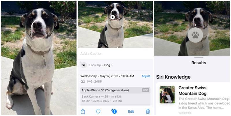 mutts, archie the dog, greater swiss mountain dogs