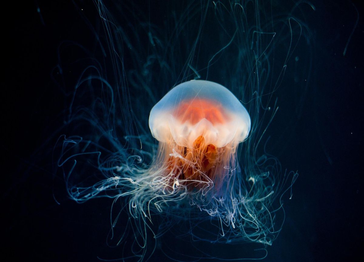 polar night, under the sea, bioluminescence, nature
