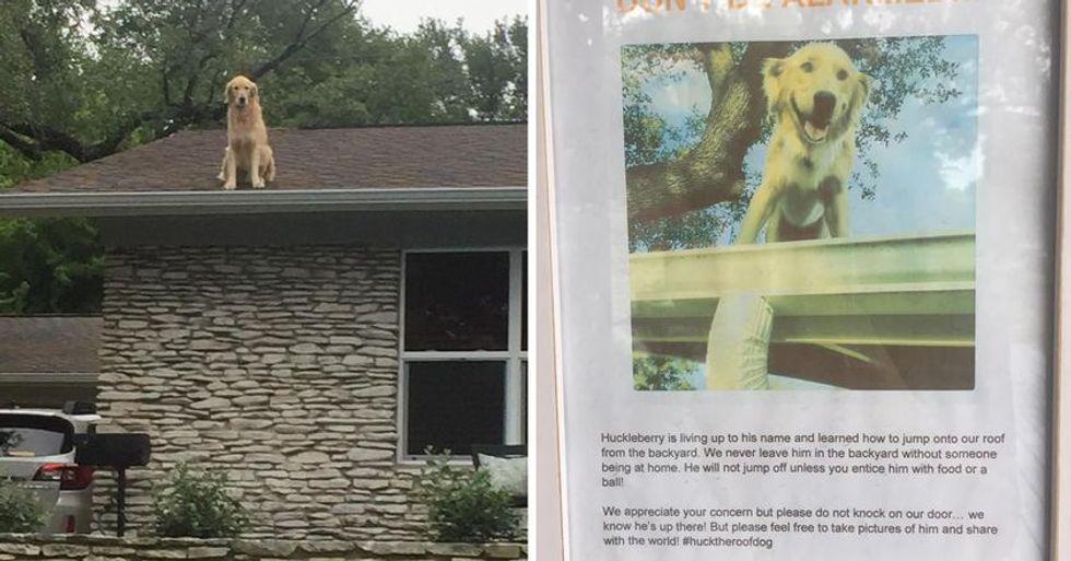 dog on the roof; posted notice about dog on the roof
