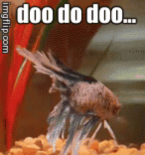 gif of beta fish swimming