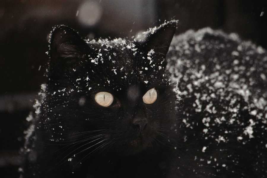 cats, cat hotel, winter, stray cats, animal welfare