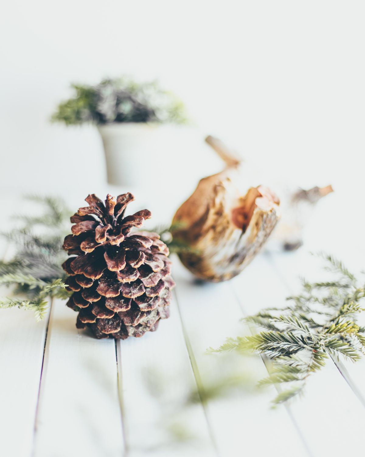 u200bPine and pinecone sitting on a table