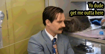 gif of cat nuzzling mustached man's ear