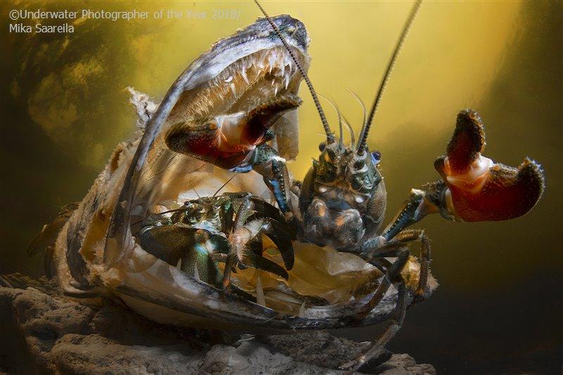 crabs, Finland, rivers, nature, photography competition