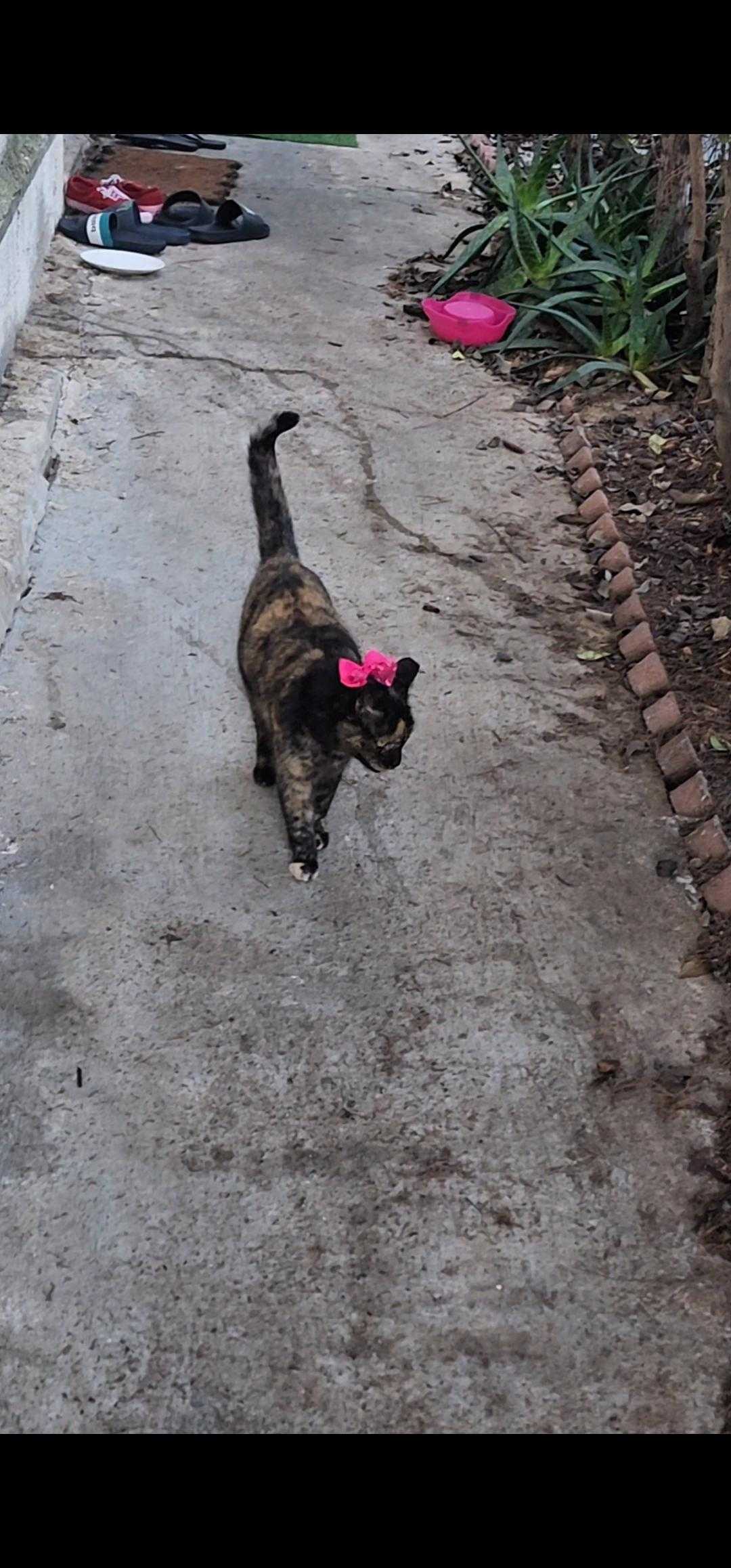 cats, stray cats, feral cats, family, viral video