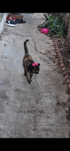 cats, stray cats, feral cats, family, viral video