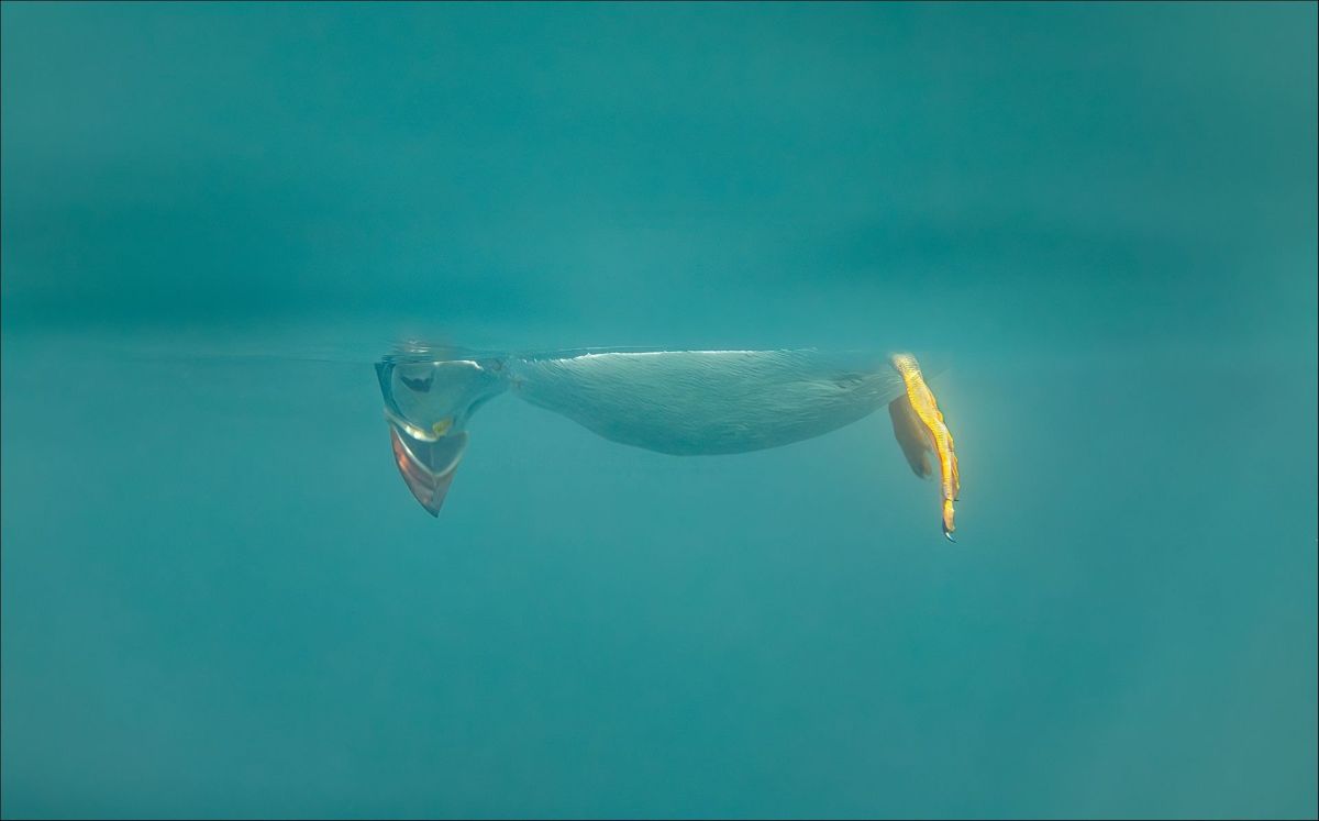 comedy wildlife photography awards, funny pet photos, nature photography