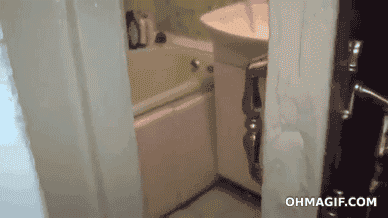 gif of cat closing bathroom door