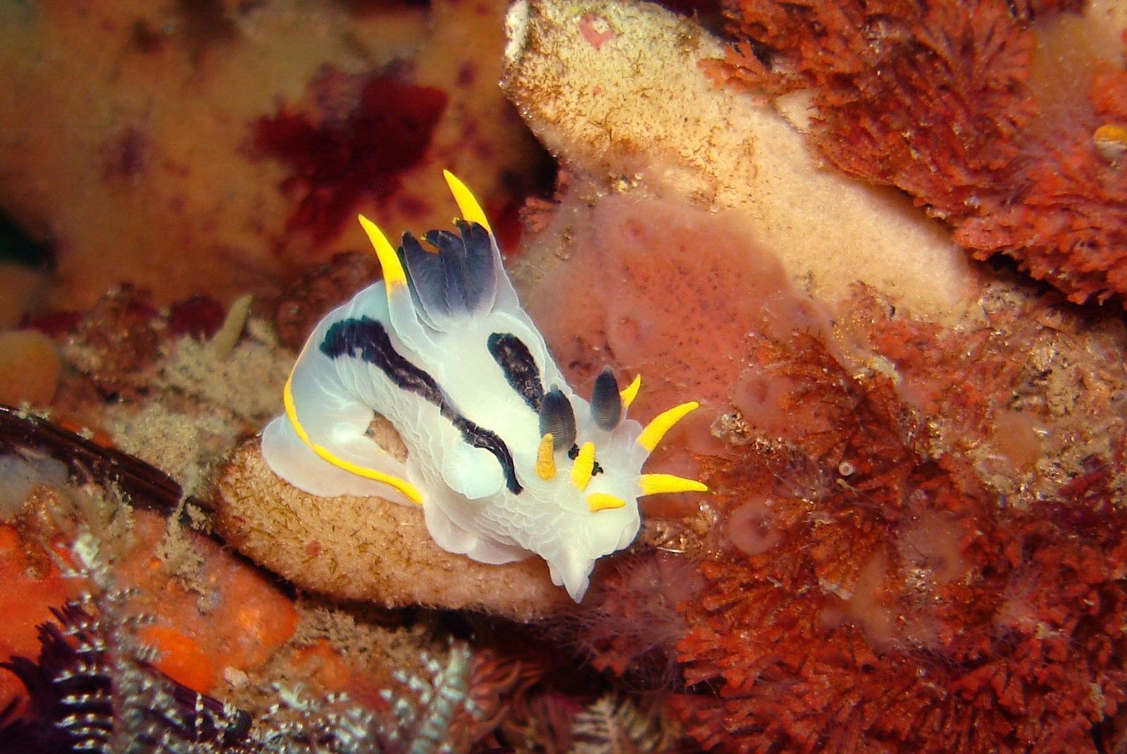 sea slugs, ocean, environment, discovery