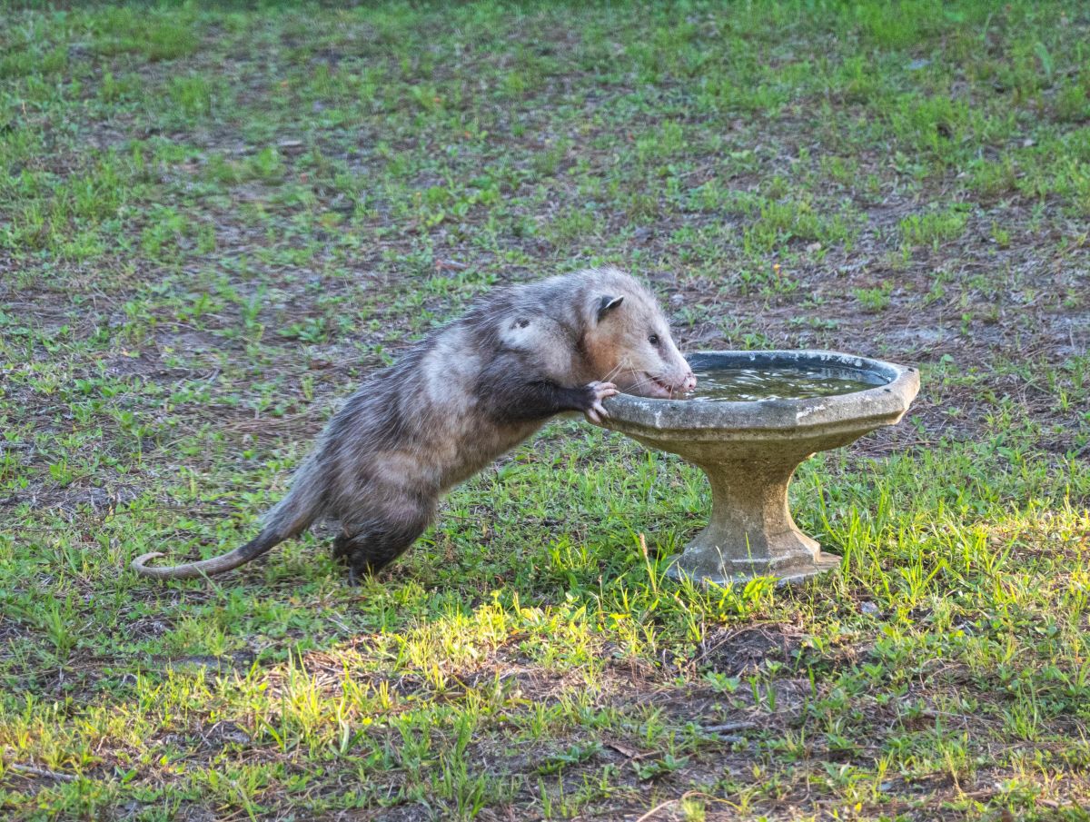 lime disease, ticks, opossums, garbage, behavior