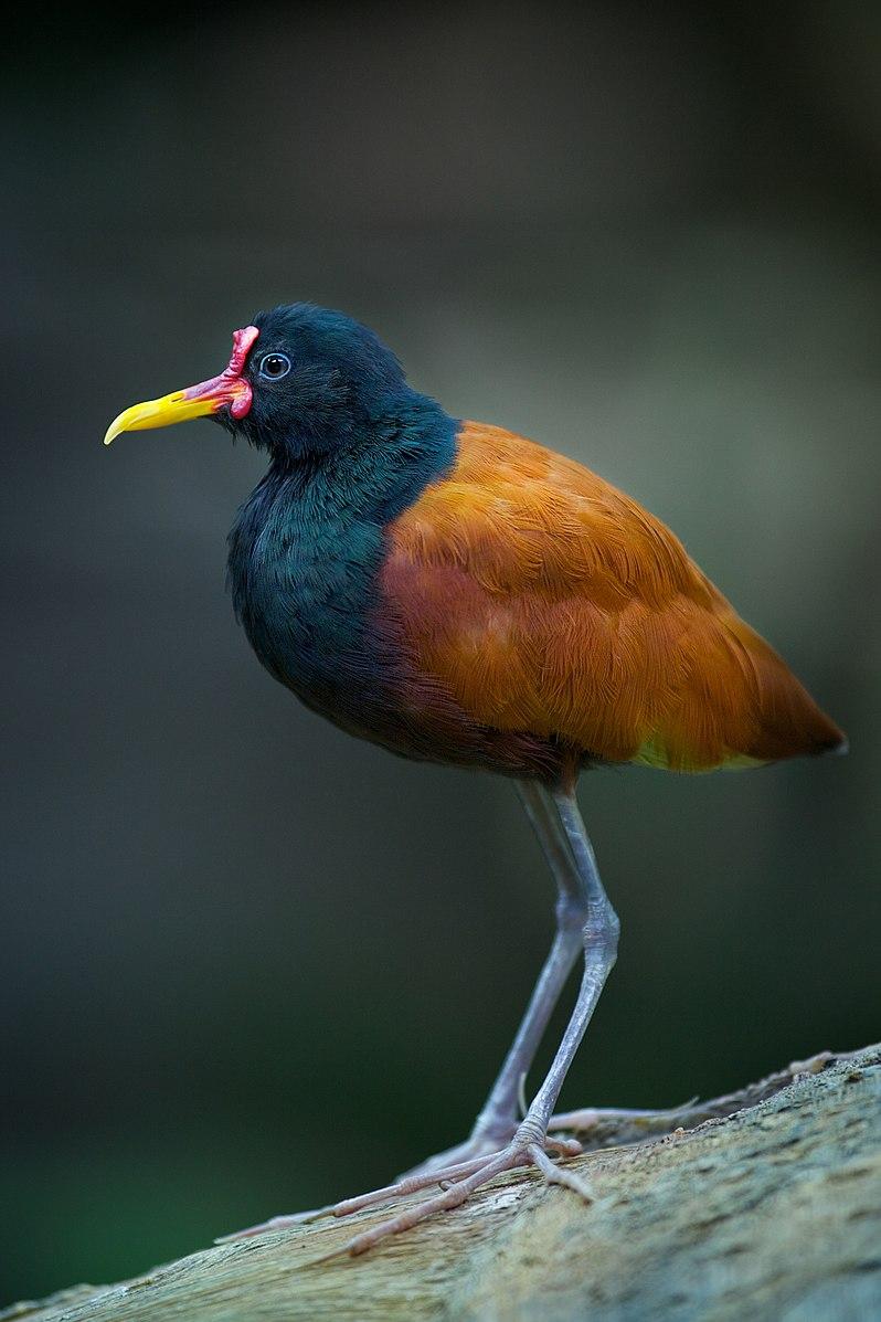 birds, science, nature, incubation