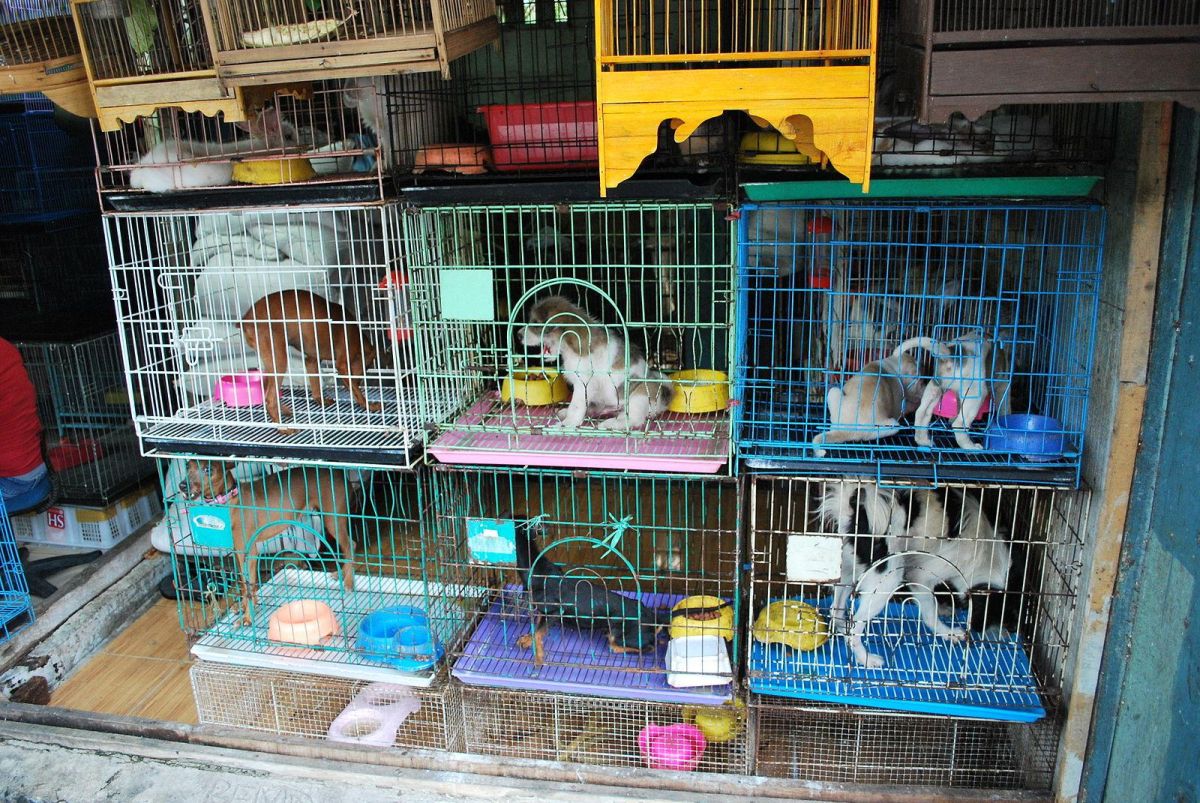 puppy mills, animal rights, animal shelters, purebreds