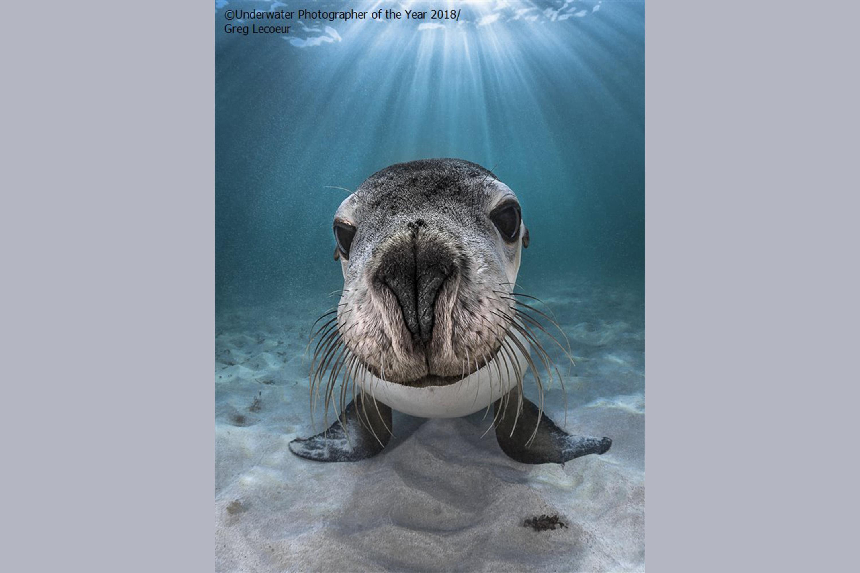 sea lions, Australia, endangered, nature