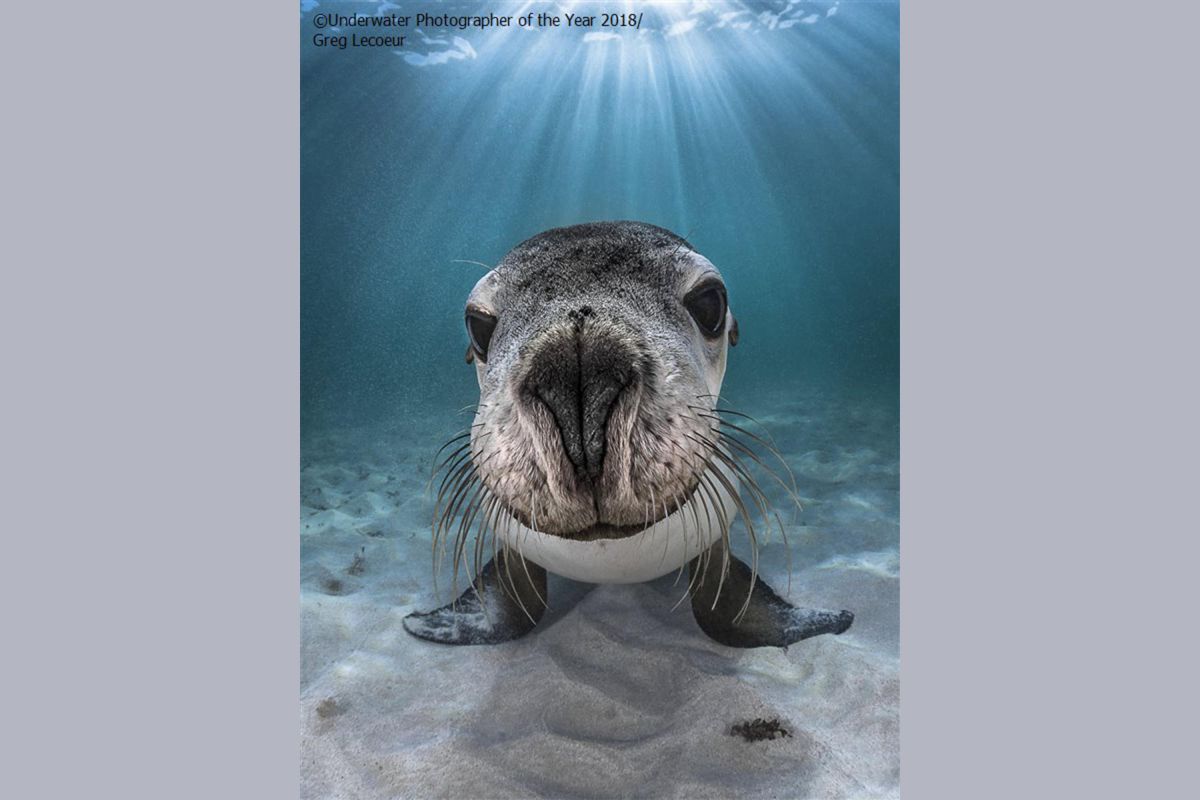 sea lions, Australia, endangered, nature