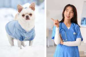 vet near me, dogs, funny dog videos, dog parody videos, keeping dogs safe in winter, pets, pet tips, winter, snow storms