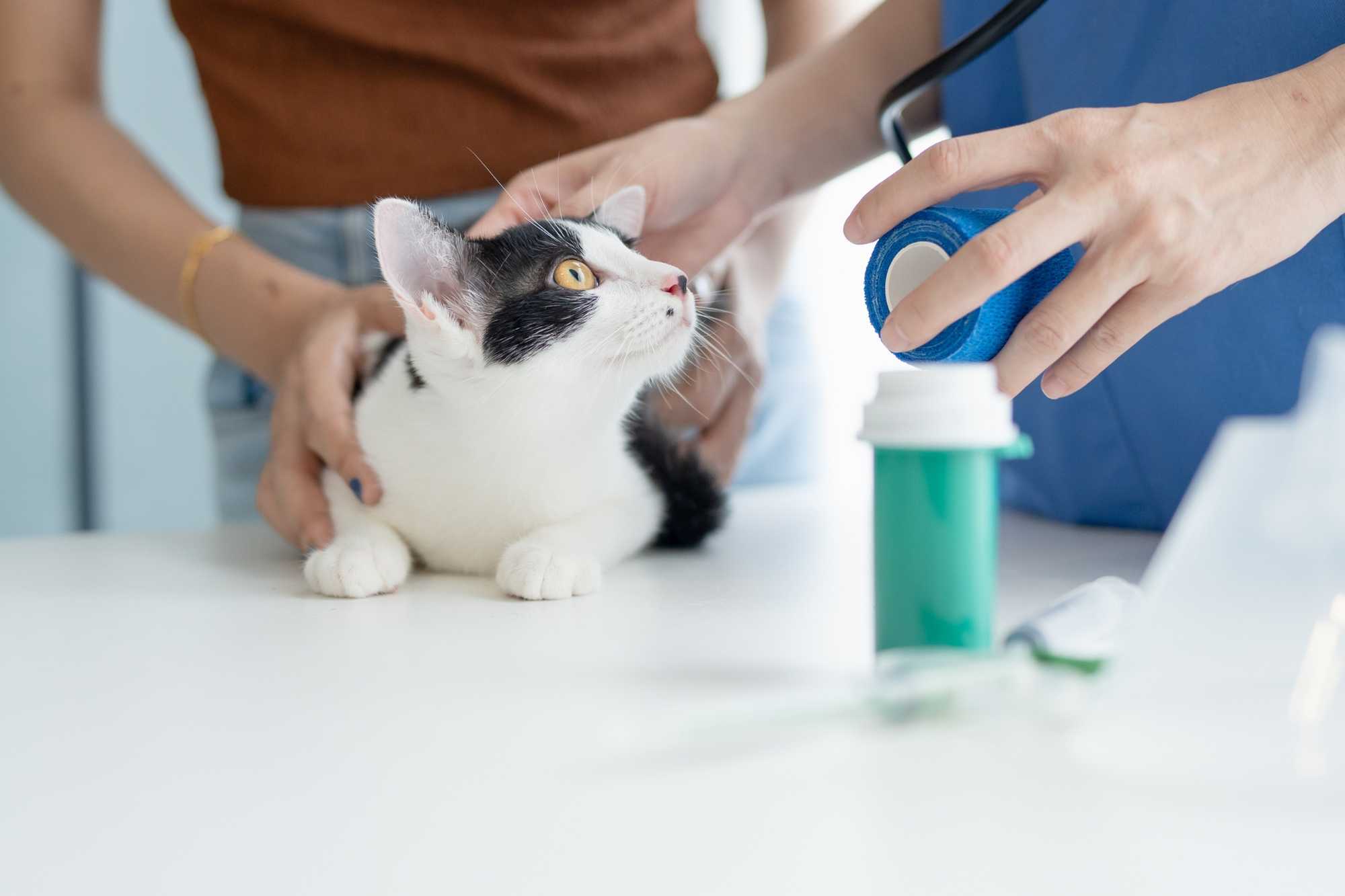 cats, pets, cat handling, veterinarian, feline behavior