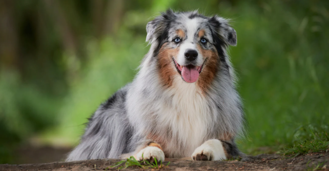  australian shepherd, dogs, dog intelligence, animals, pets, animal intelligence, funny, viral videos