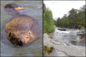 beavers, scotland, reintroduction, conservation, science