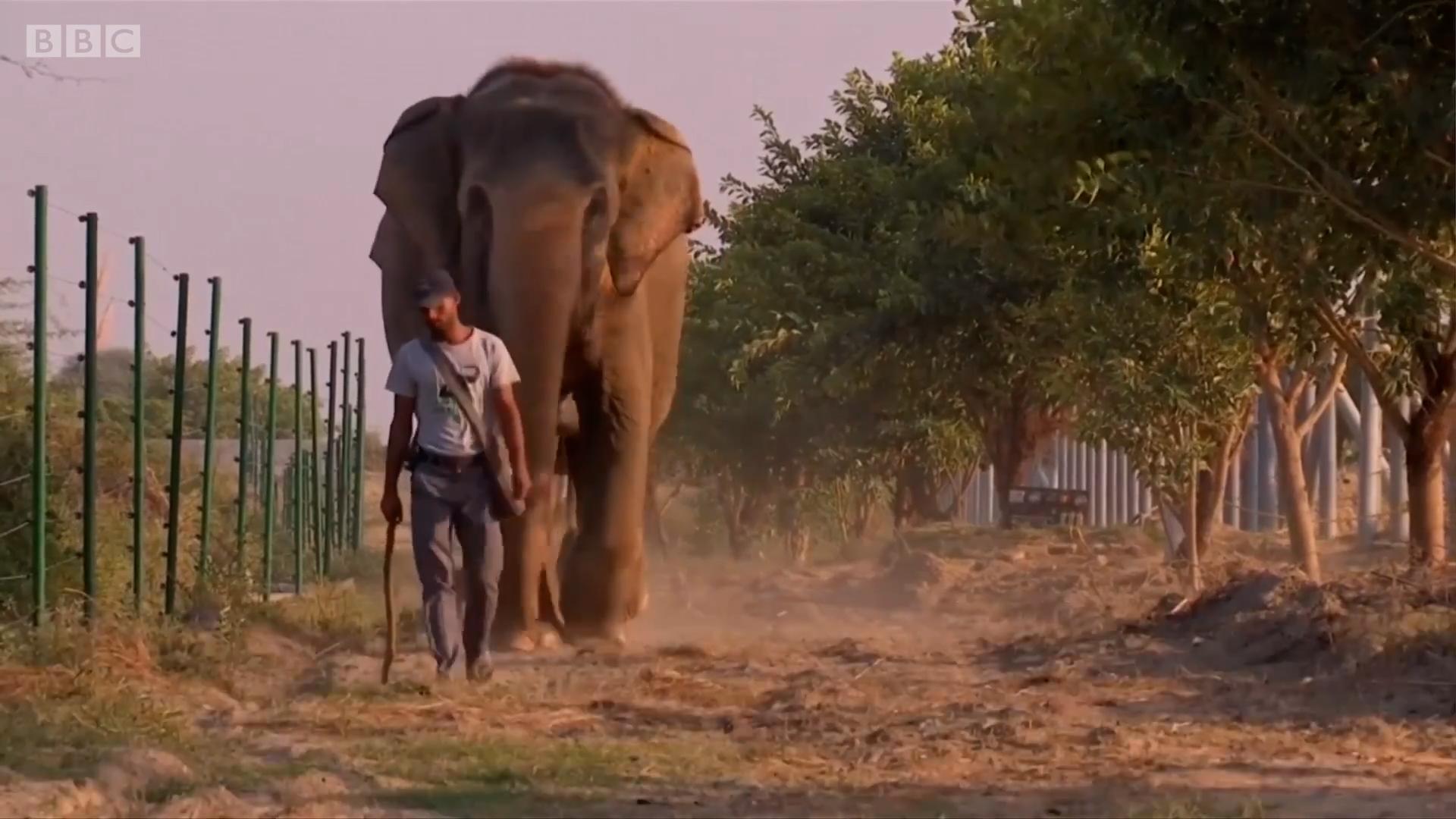 elephants, religious symbols, wildlife, abuse