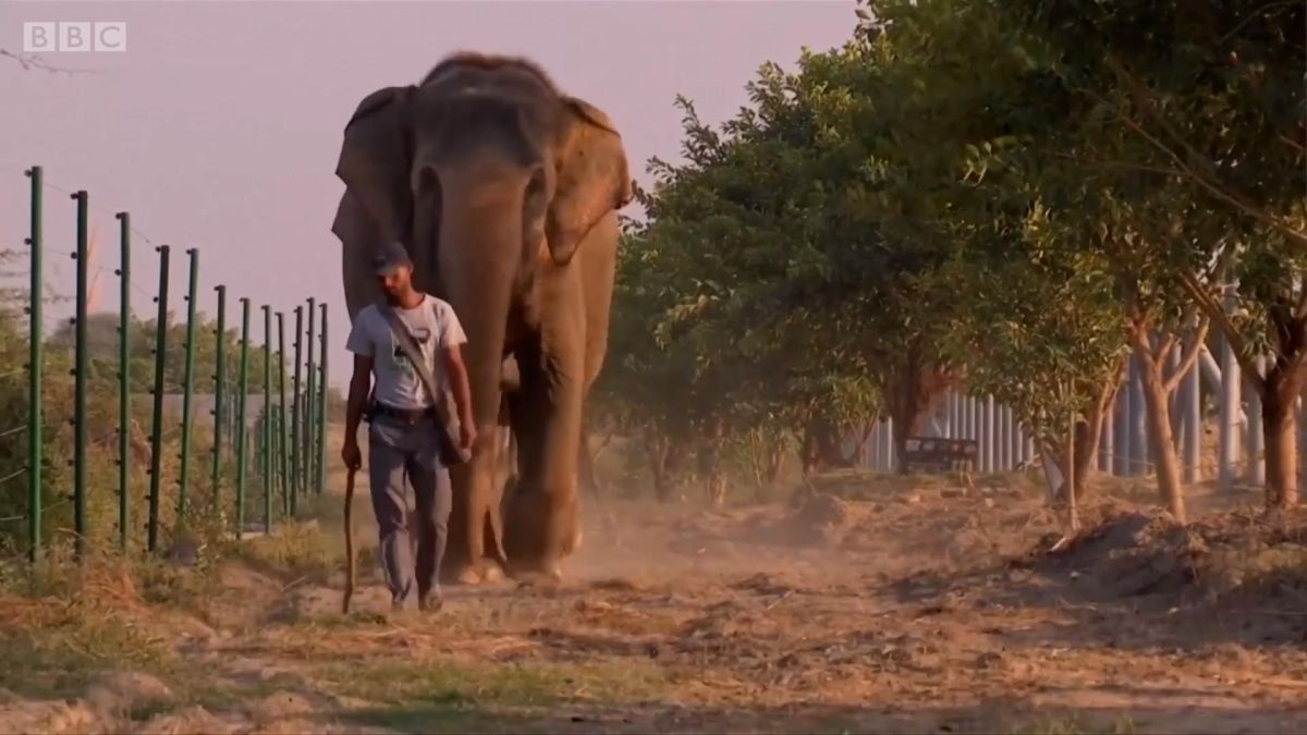 elephants, religious symbols, wildlife, abuse