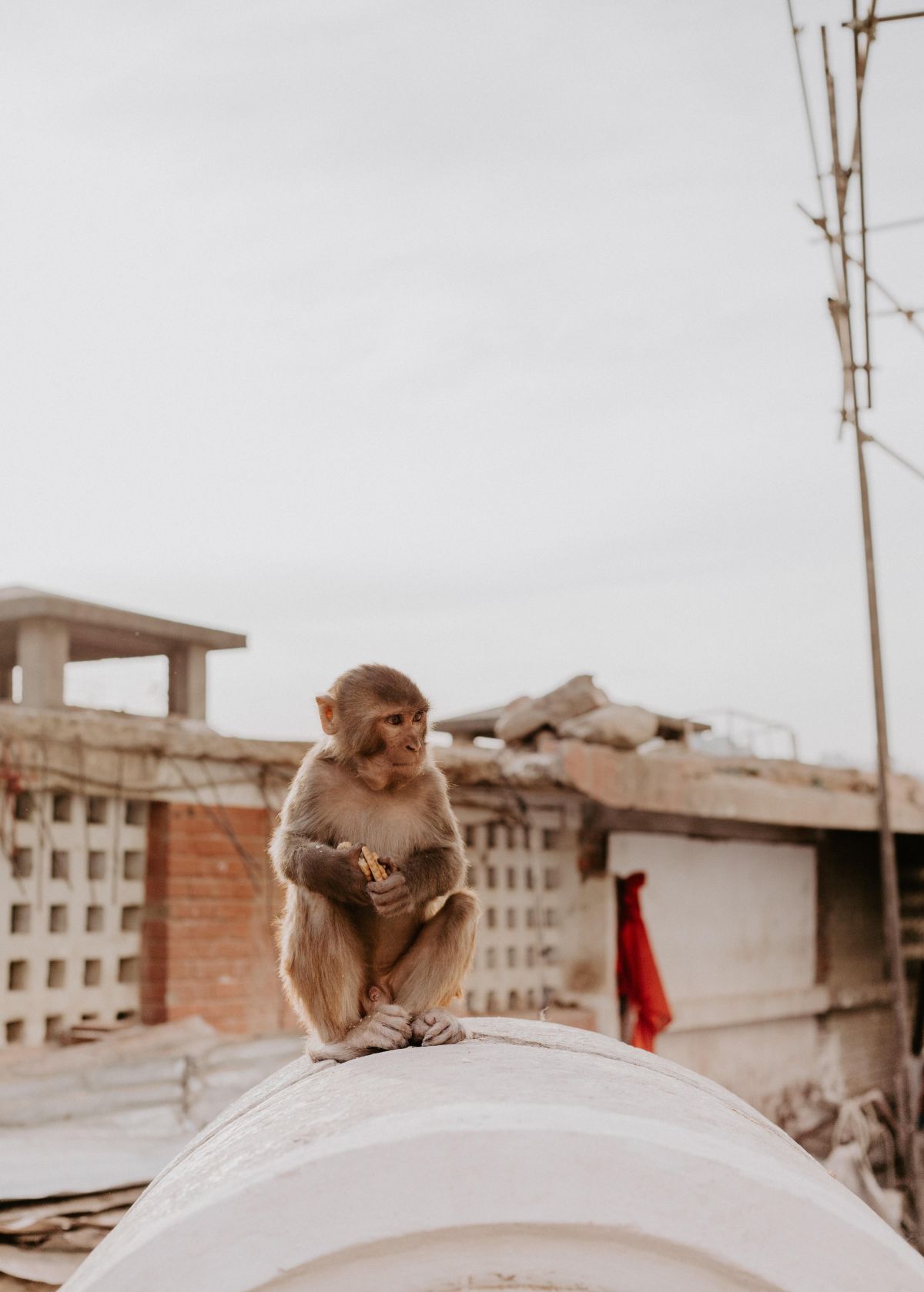 monkey, tourism, health, environment
