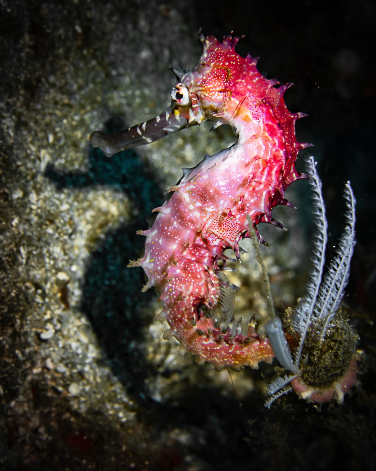 eggs, mating process, sea life, oceans