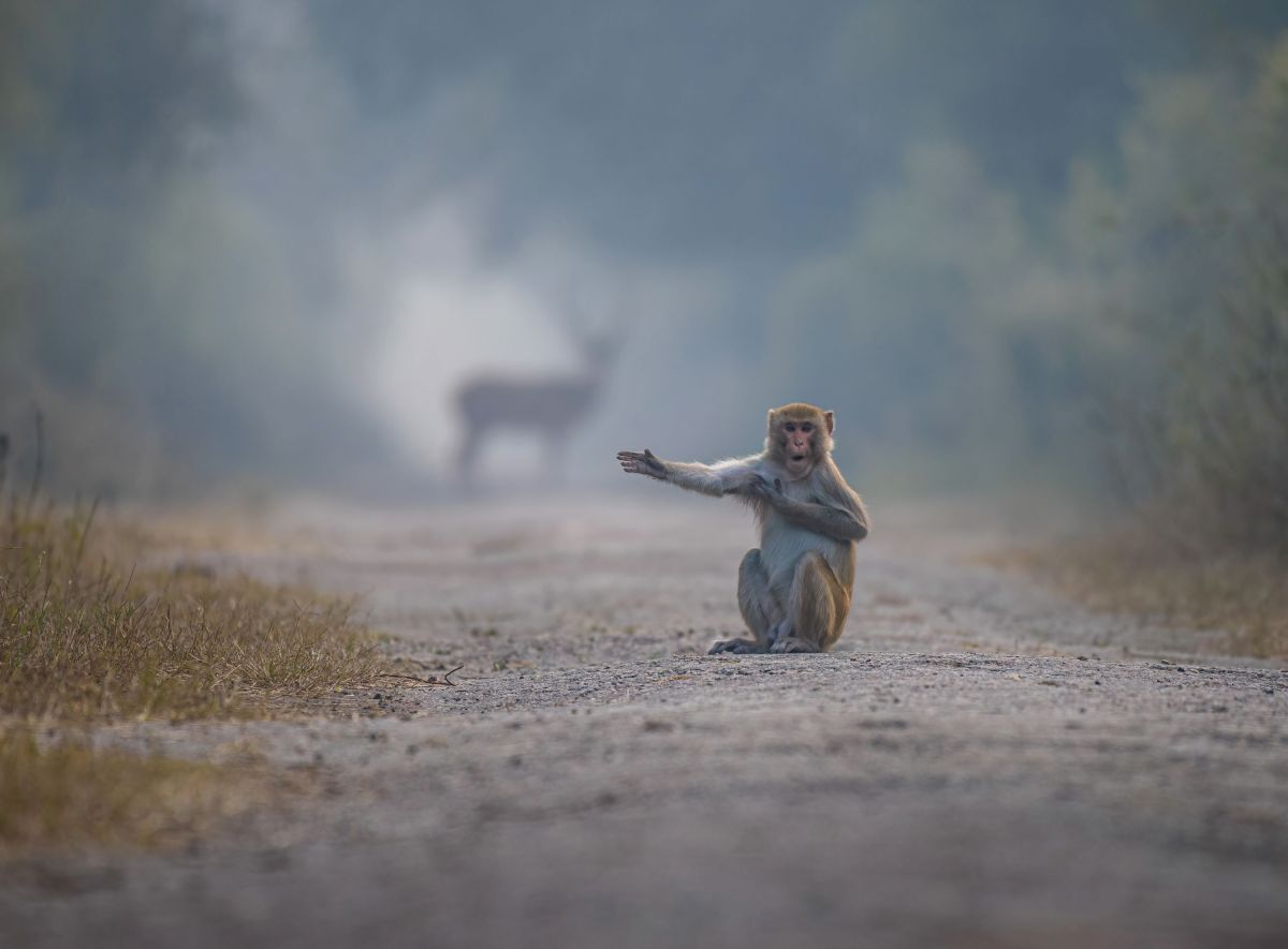 comedy wildlife photography awards, funny pet photos, nature photography