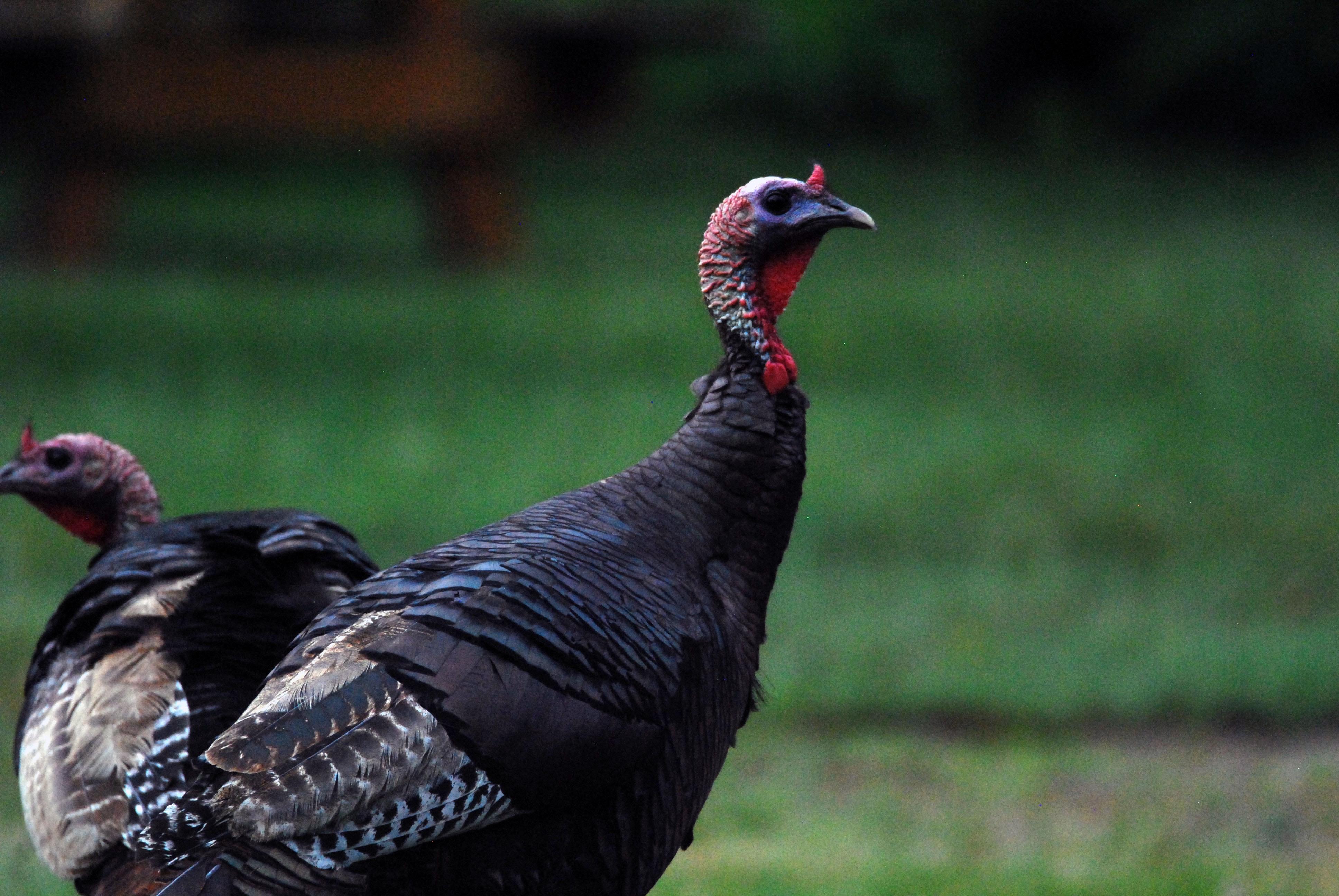 Thanksgiving, wild turkey, chicken, substituion, fiscal responsibility