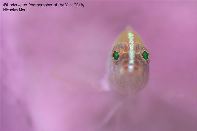 grouper, reefs, oceans, award winner