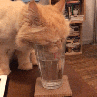 orange cat with its head in a glass drinking water
