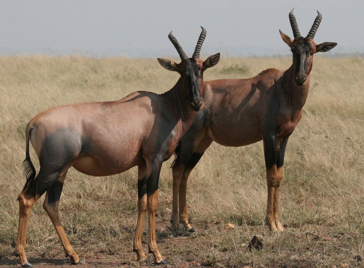 Africa, herd animals, promiscuity, food