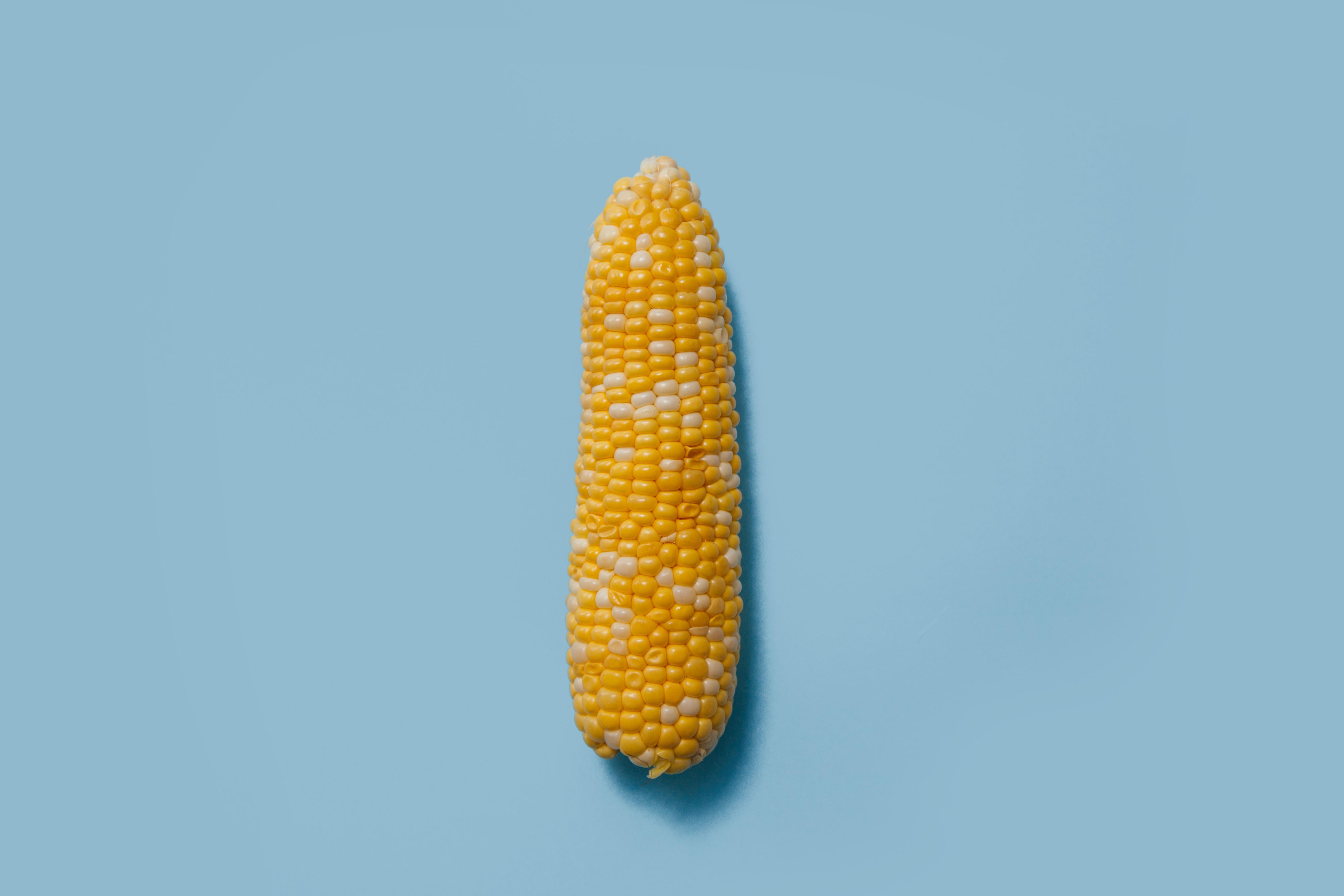 corn cob on teal surface