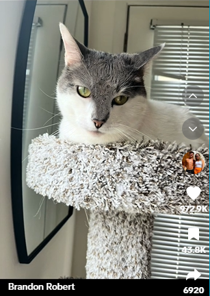 a screenshot of Rado the cat