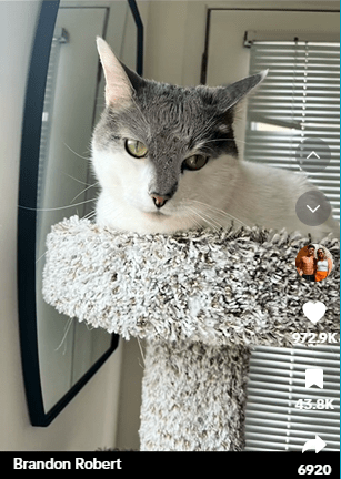 a screenshot of Rado the cat