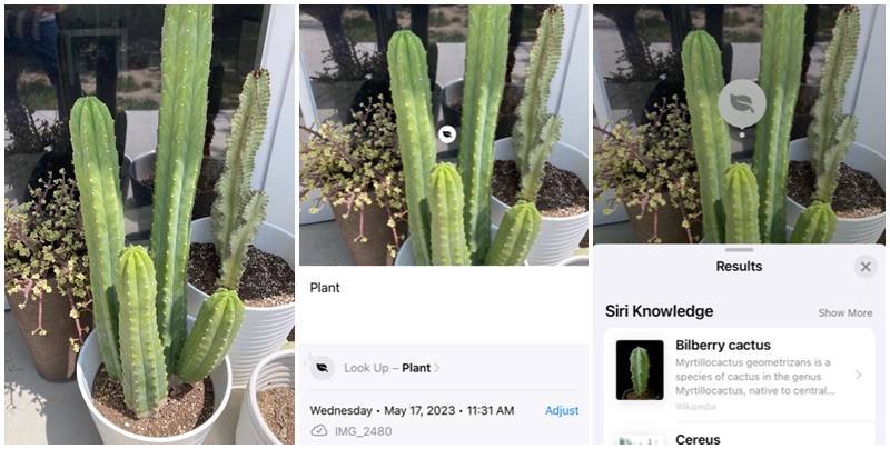 san pedro cactus, bilberry cactus, cactus