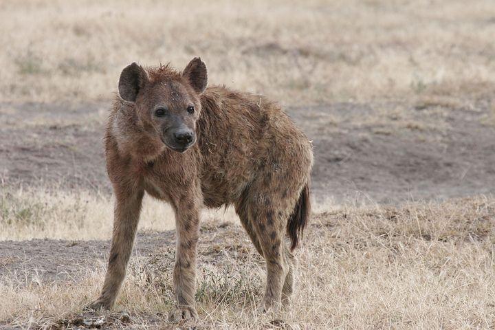aggression, dominance, African plains, arid climates